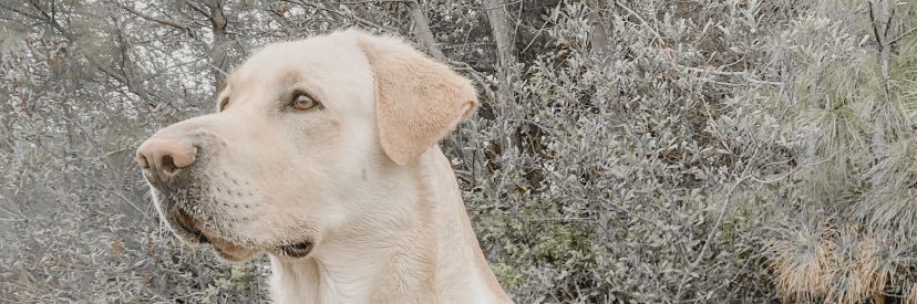 alliedavis221's profile banner image
