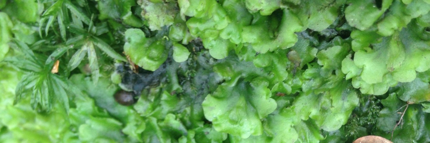 Bryophyte World banner