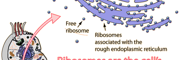 ribetothetop's profile banner image