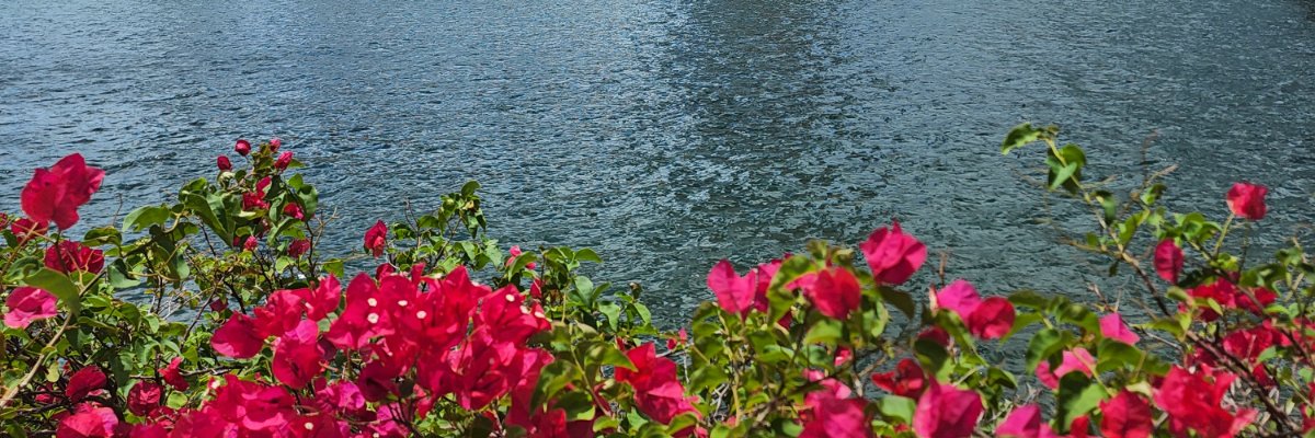 Dr. M. Majette banner