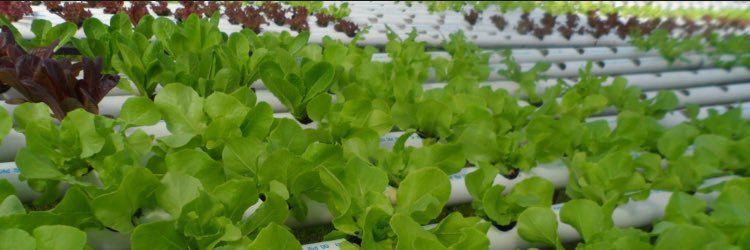 AgroInnovaPSA's profile banner image
