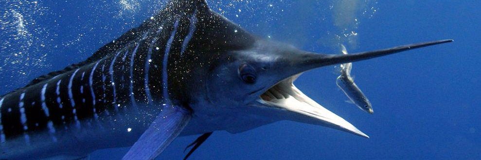 FishOnAustralia's profile banner image