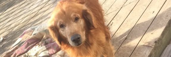 mackenziegill23's profile banner image