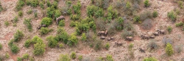 elephantsalive Profile Banner