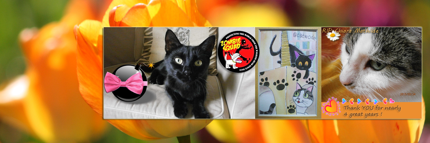 Nala 🐱 and catarina 💚's banner