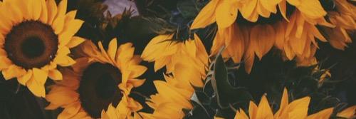 morg_hannah's profile banner image