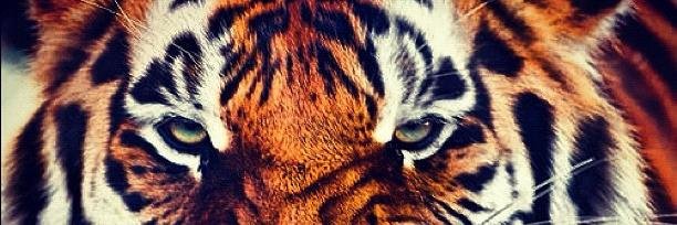 71Sogut's profile banner image