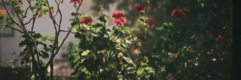 MariaFigMac's profile banner image