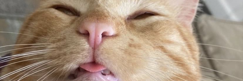 CreatureJenny's profile banner image