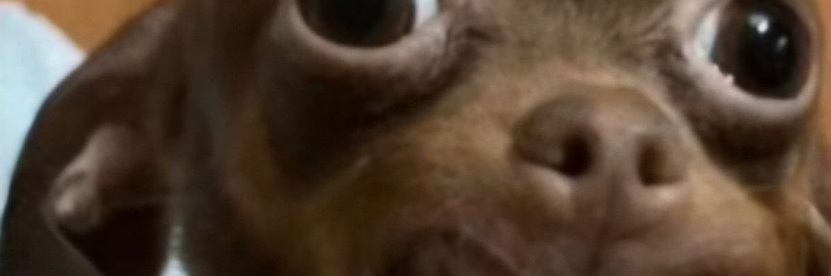 peepeeesus's profile banner image