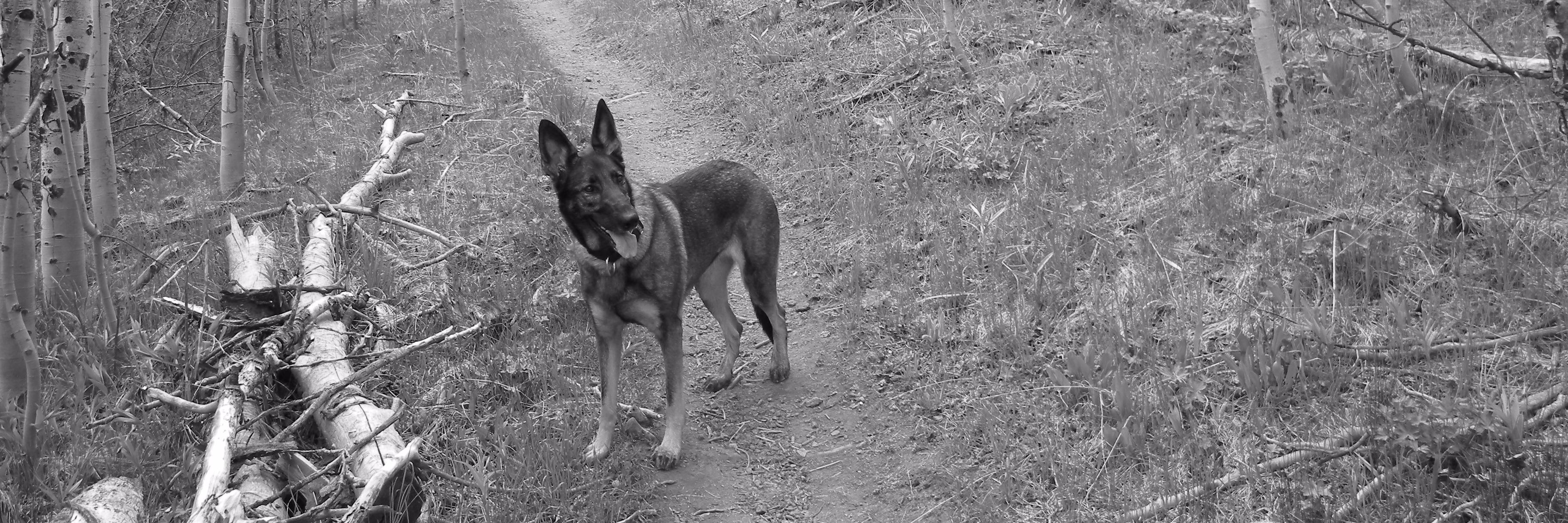 Faye Hoffman Shroff banner