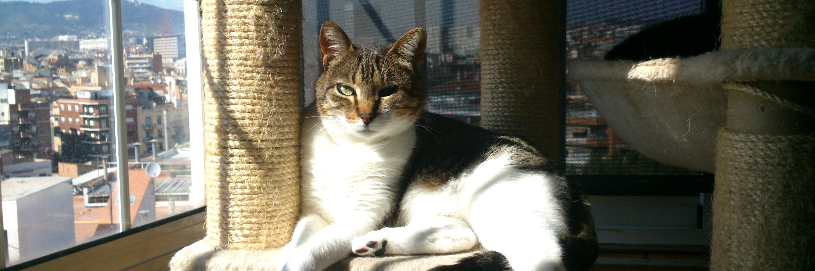 cheperiche's profile banner image