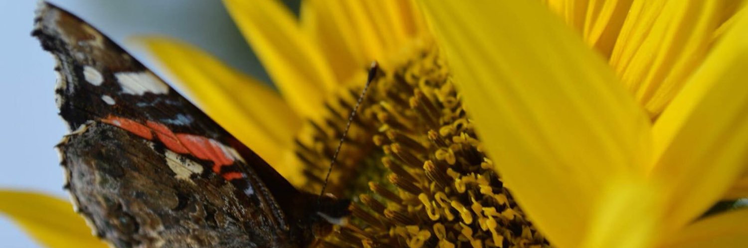 Jalal Afhim (he/him) banner