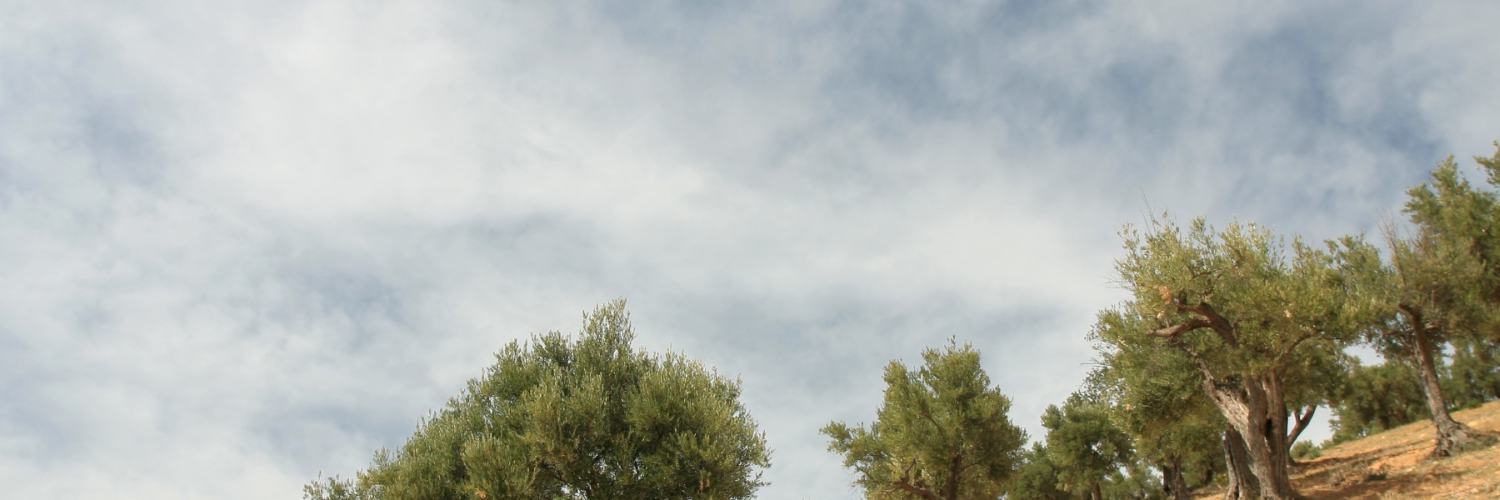 danielazehoneh's profile banner image