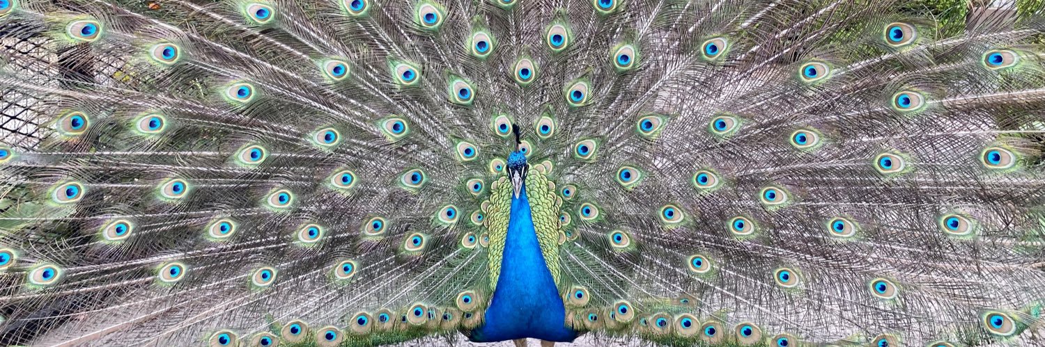 Melissa Arvide banner