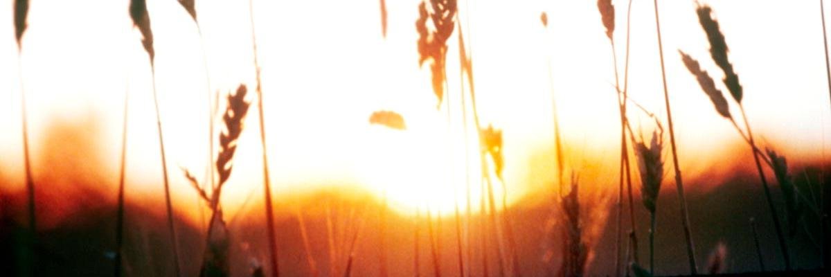 Dakota Kalasa's banner