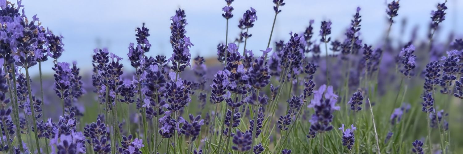 bari4262's profile banner image