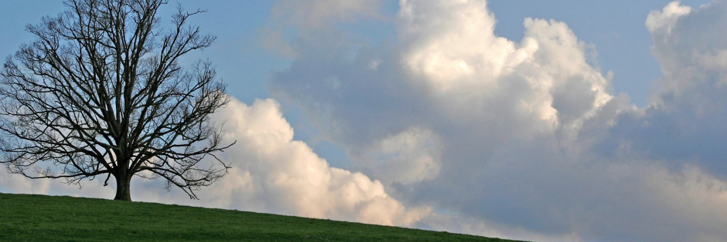Вера Федотова banner