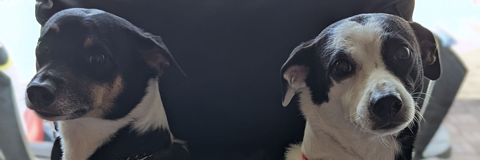 Suggie_1's profile banner image