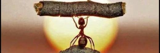 Traci Freeman banner