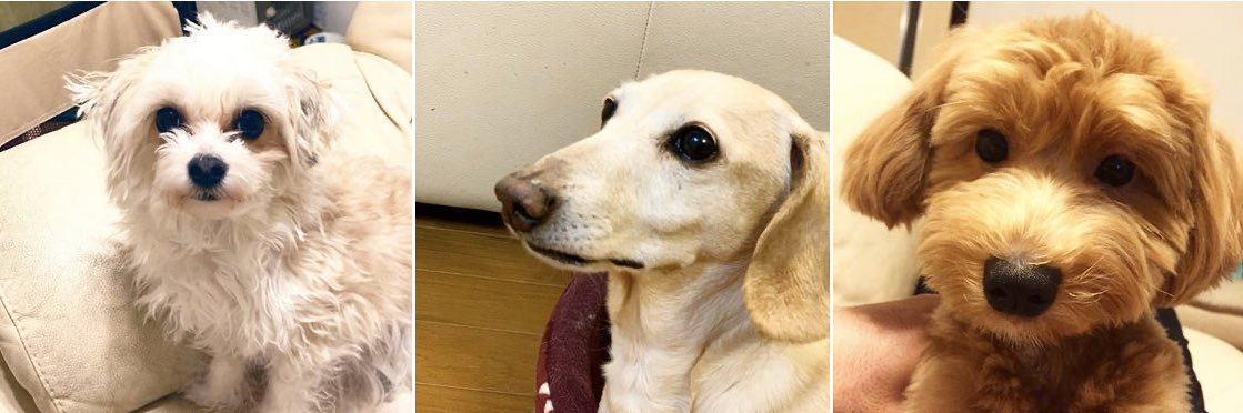 瀬川 琉 🐶保護犬格闘家🥊 banner