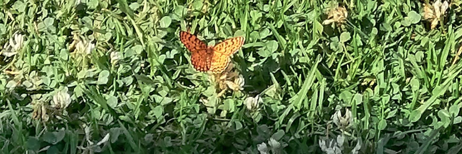 Mrs Macquarrie banner