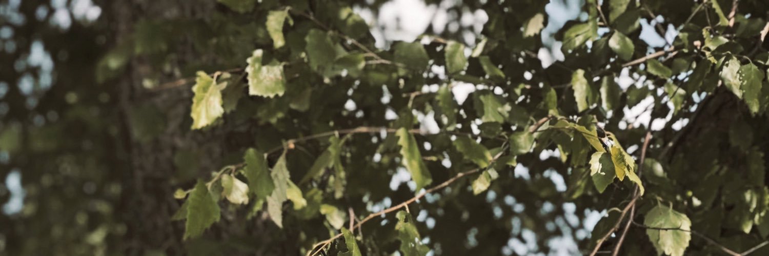 savethewhels's profile banner image