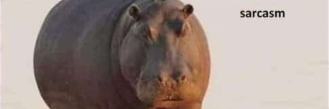 saudeankit's profile banner image