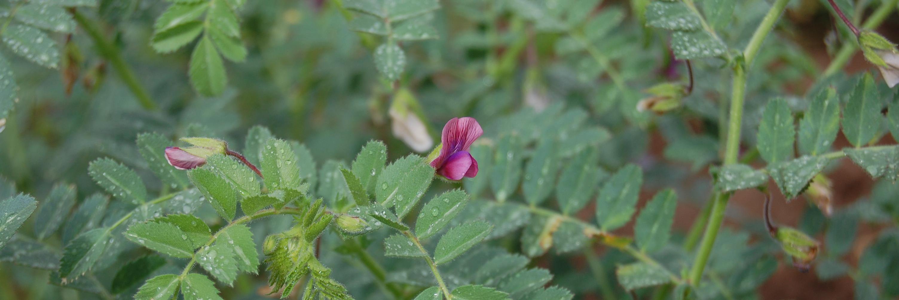 A.E. de Leguminosas banner