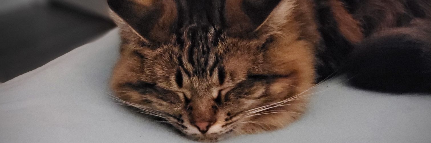 Reillyann16's profile banner image