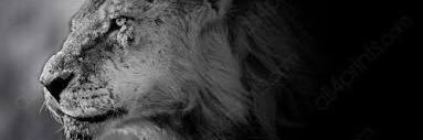 arijara1999's profile banner image