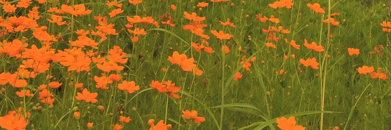 aannaspt's profile banner image