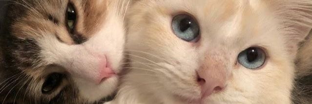 rmsevee's profile banner image