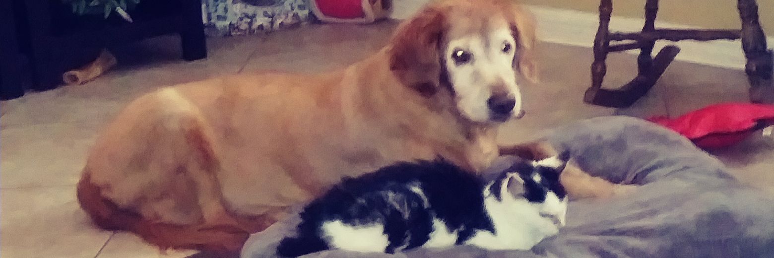 👮🚔BacktheBadge,👮🚔 banner