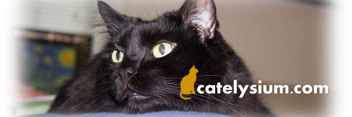 Catelysium's profile banner image