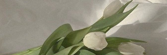 aureaandanar's profile banner image