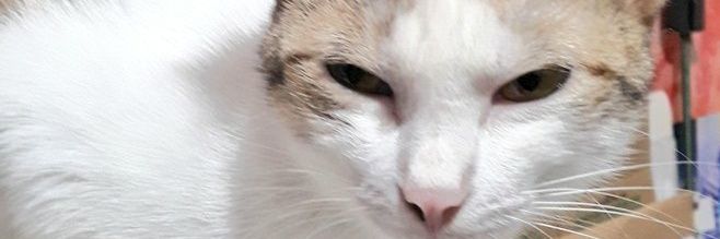 junakeys's profile banner image