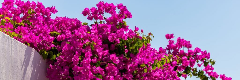 strawberryknitz's profile banner image
