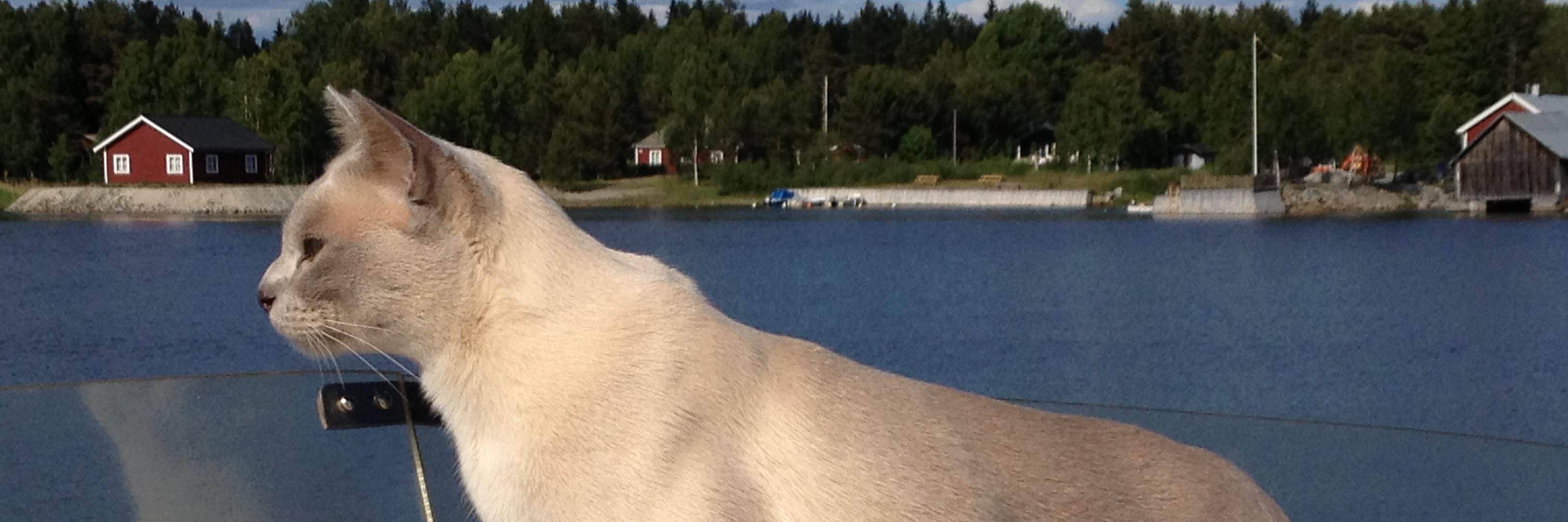 alwarsdotter's profile banner image