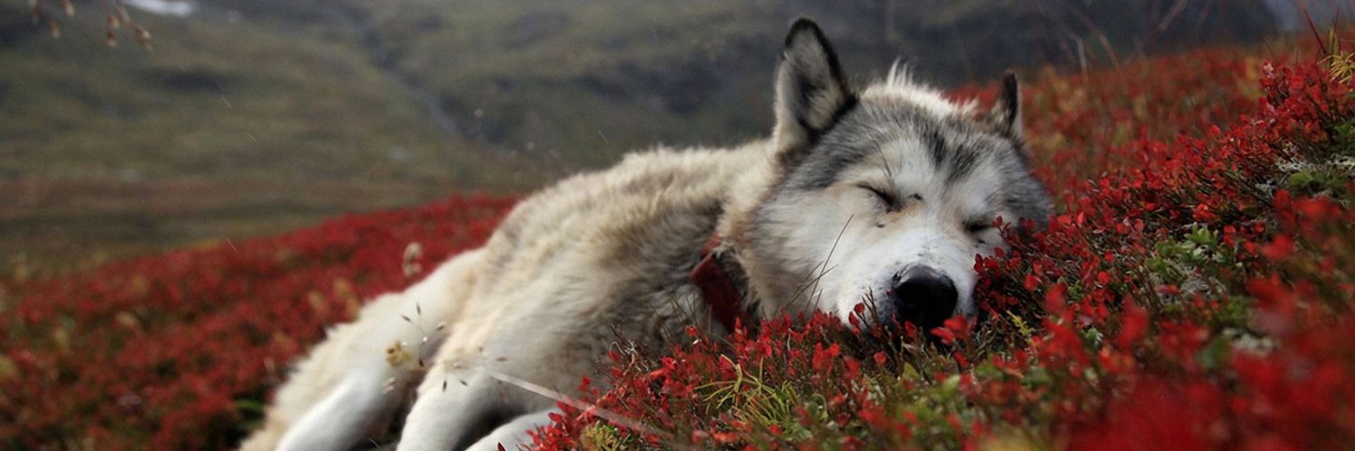 LastJulietRevy's profile banner image