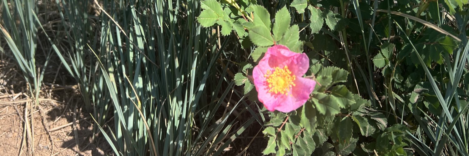 Joni Zimmerman banner