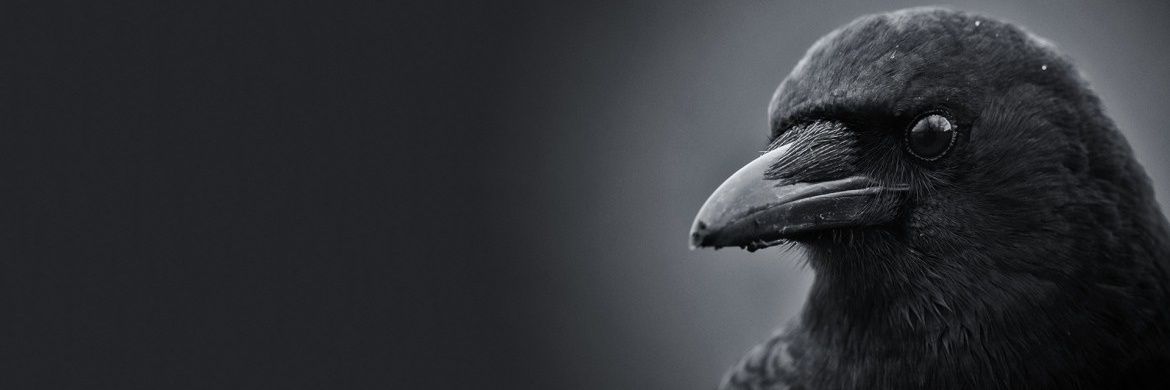 Shamber_'s profile banner image