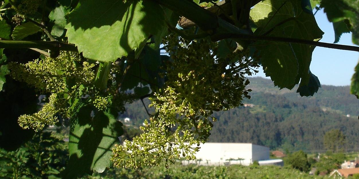 Bodegas_Valtea's profile banner image
