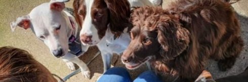 Aireworth Dogs 🐾 banner