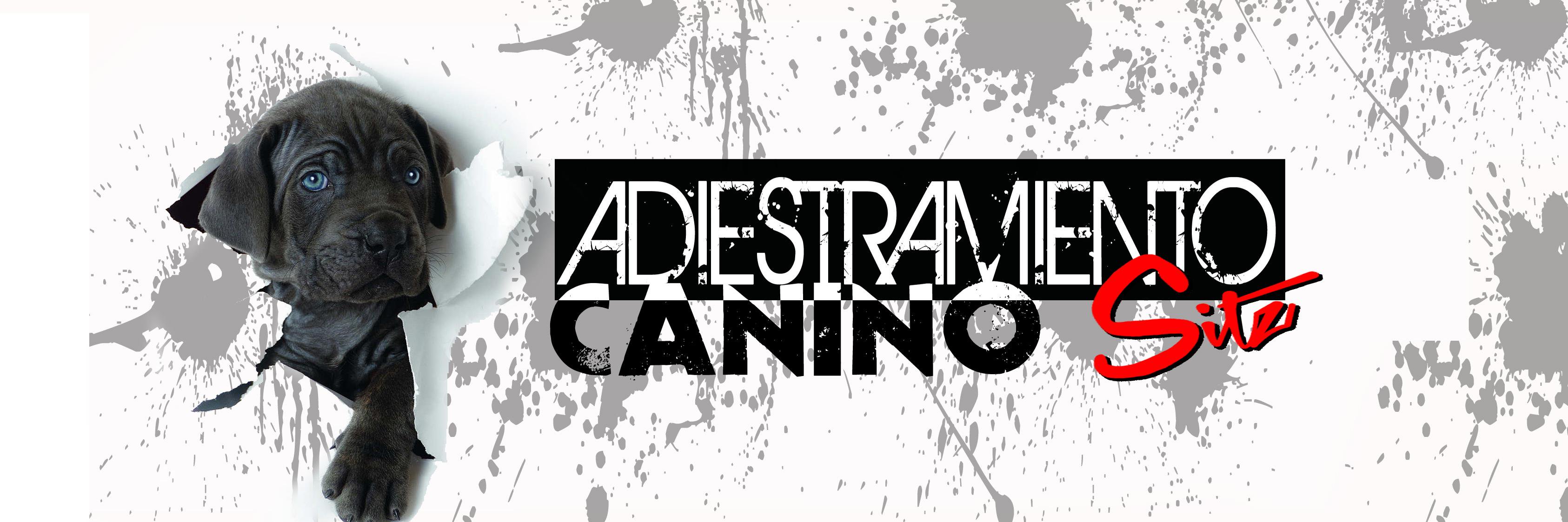 dcarazo's profile banner image
