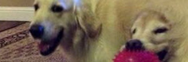 MIKEGAO Profile Banner