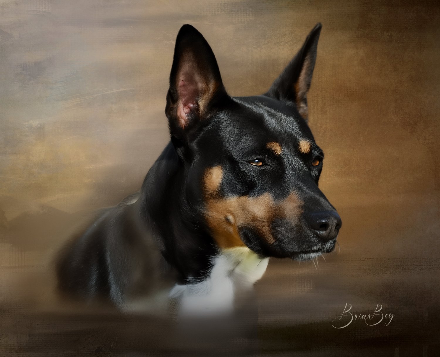 BriarBey Decker and Old Dominion Terriers banner