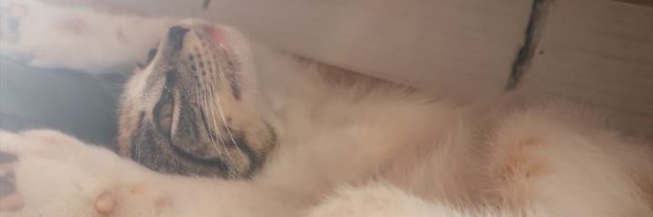Fernanda_Fros3's profile banner image