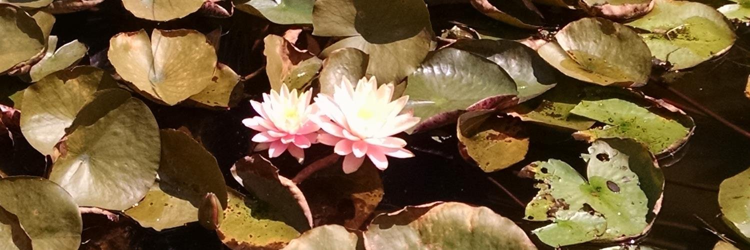 WendyCribb's profile banner image
