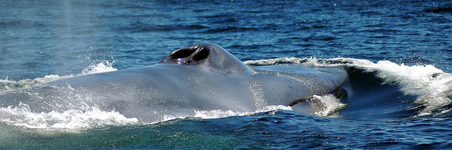 Rodrigo Hucke-Gaete banner